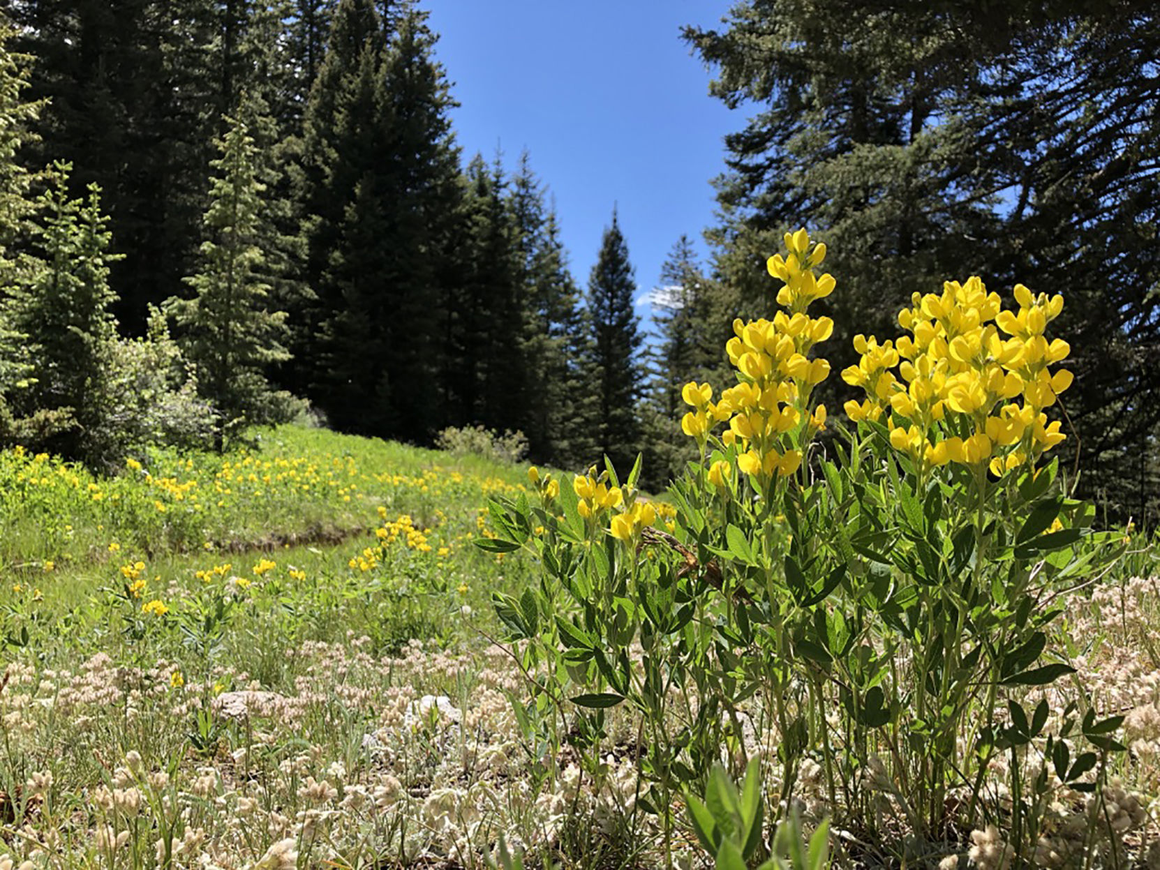 Baldy11.jpg